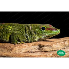 Gecko diurno de Madagascar - Phelsuma madagascariensis
